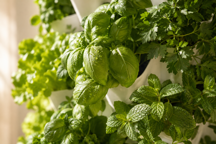 Indoor Herb Tower: The Best Herbs to Grow Hydroponically at Home