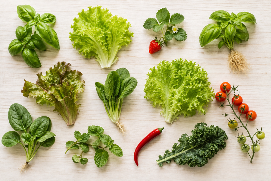 What Can You Grow in a Hydroponic Tower?