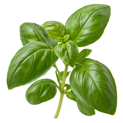 Basil