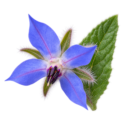 Borage