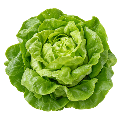 Butterhead Lettuce