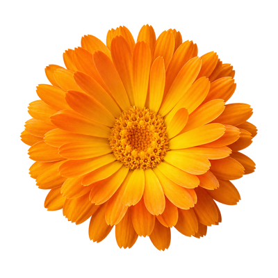 Calendula
