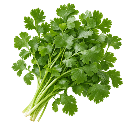 Cilantro