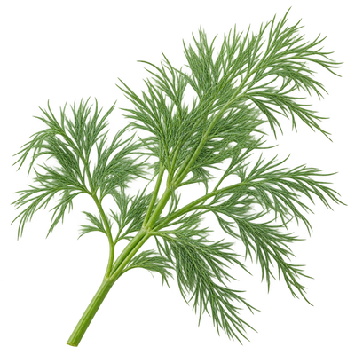 Dill