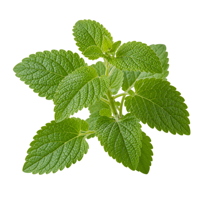 Lemon Balm