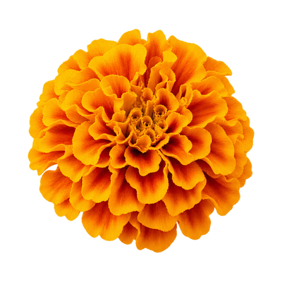 Marigold