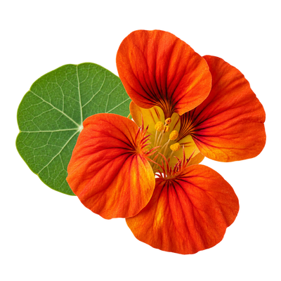 Nasturtium