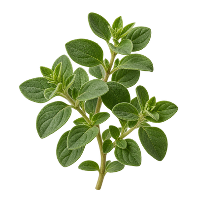 Oregano