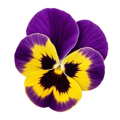 Pansy