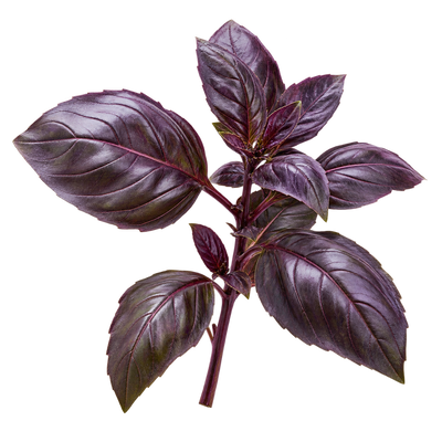 Purple Basil