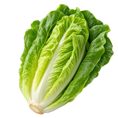 Romaine Lettuce