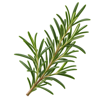 Rosemary