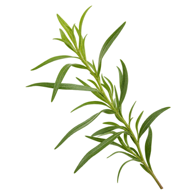 Tarragon