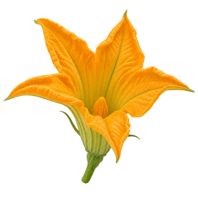 Zucchini Flower